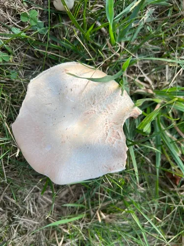 Agaricus andrewii