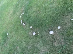 Agaricus braendlei thumbnail 2