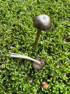 Entoloma incanosquamulosum thumbnail 2