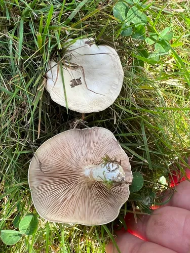 Clitopilus cystidiatus