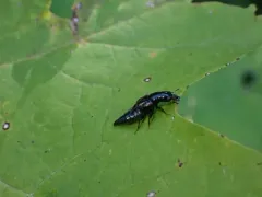 Oxyporus major thumbnail 1