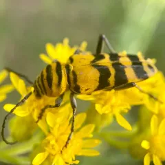 Amorpha Borer thumbnail 2