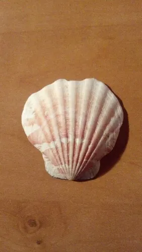 distant scallop