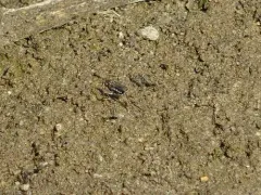 Tachytrechus vorax thumbnail 4