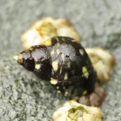 Checkered Periwinkle thumbnail 2
