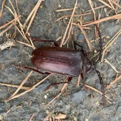 California Root Borer thumbnail 3