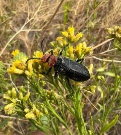 Lytta vulnerata thumbnail 3