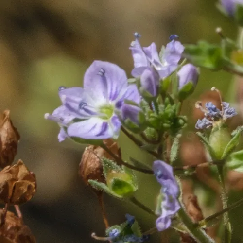 blue water-speedwell