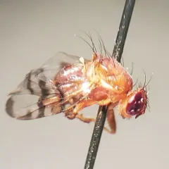 Chetostoma californicum thumbnail 1