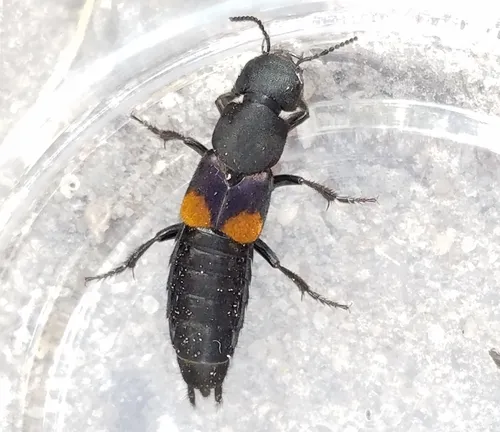 Red-spotted Rove Beetle
