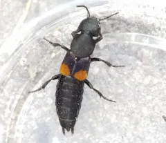 Red-spotted Rove Beetle thumbnail 1