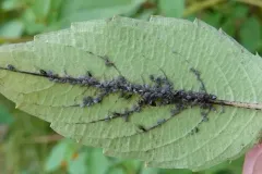 Aphis impatientis thumbnail 2