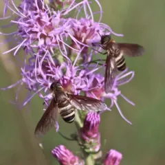 Exoprosopa fasciata thumbnail 4