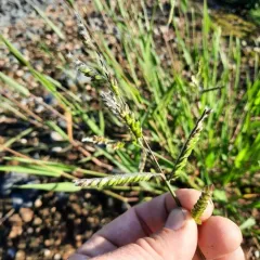 Hairy Cupgrass thumbnail 3