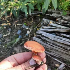 cinnabar powdercap thumbnail 4