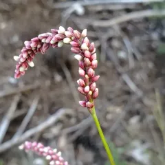 Far Eastern smartweed thumbnail 3
