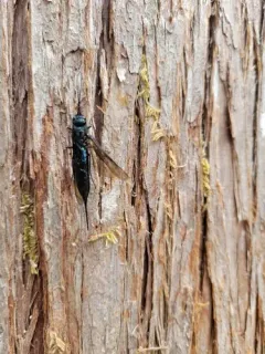 Sirex californicus thumbnail 1