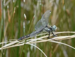 Comanche Skimmer thumbnail 3