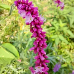 kiss-me-over-the-garden-gate thumbnail 2