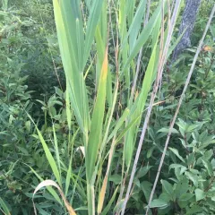 common reed thumbnail 2