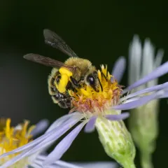 Hairy-banded Mining Bee thumbnail 4
