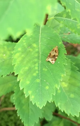 Variegated Golden Tortrix