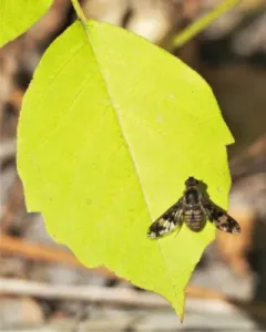 Huron Shore Bee Fly thumbnail 3