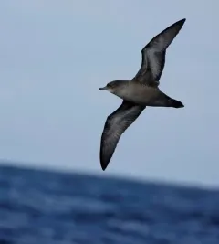 Short-tailed Shearwater thumbnail 2
