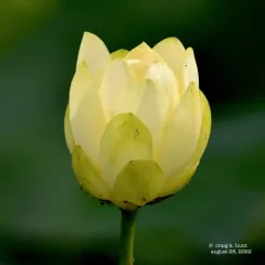 American lotus thumbnail 4