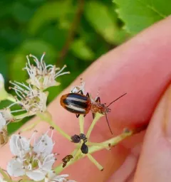 Lebia vittata thumbnail 3