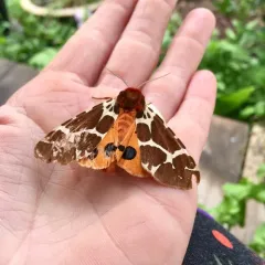 Garden Tiger thumbnail 1