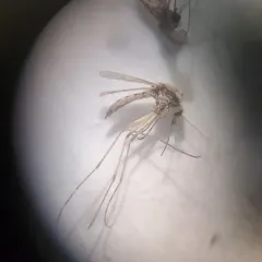 Summer Salt Marsh Mosquito thumbnail 2