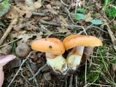 Thaxterogaster emollitus thumbnail 3