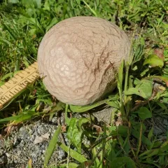 Brain puffball thumbnail 3
