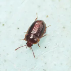 Ipelates latus thumbnail 2