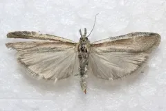 White-edged Pima Moth thumbnail 3