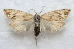 Eucosma tarandana thumbnail 2