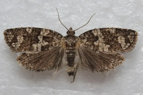 Pandemis coniferana