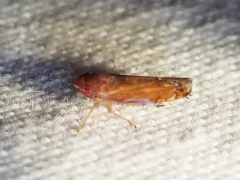 White-banded Elm Leafhopper thumbnail 2
