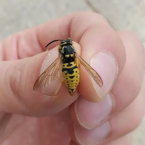 Prairie Yellowjacket