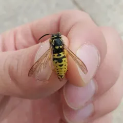 Prairie Yellowjacket thumbnail 1