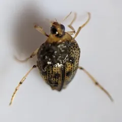 Toothless Crawling Water Beetle thumbnail 2