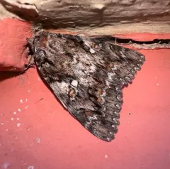 Aholibah Underwing Moth thumbnail 2