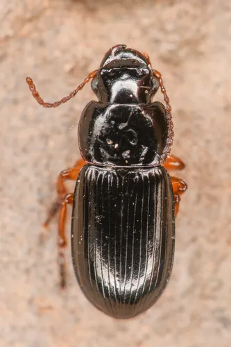 Harpalus nigritarsis