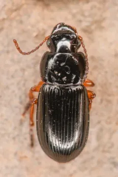 Harpalus nigritarsis thumbnail 1