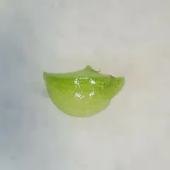Brazilian watermeal thumbnail 4