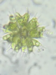 Sorastrum americanum thumbnail 3