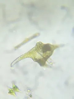 Ceratium carolinianum thumbnail 3