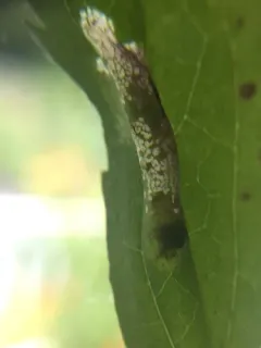 Cremastobombycia ambrosiaeella thumbnail 2