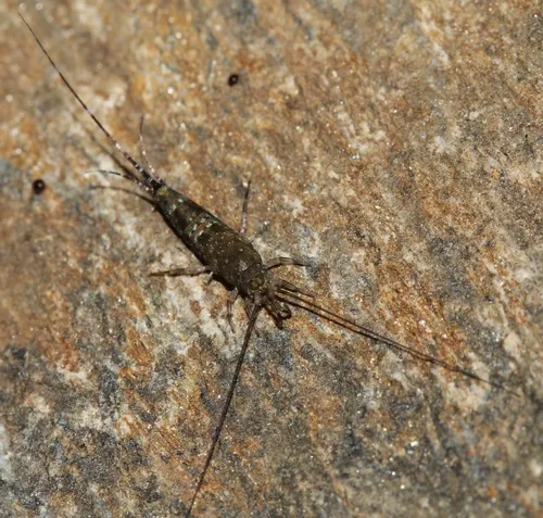 western sea bristletail